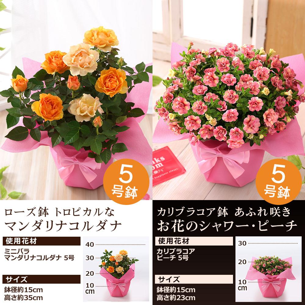 BunBunBee 母の日 2026 ギフト プレゼント 花 鉢植え カリブラコア