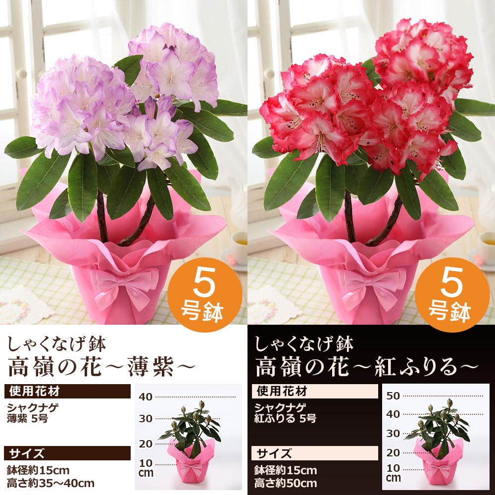 BunBunBee 母の日 2026 ギフト プレゼント 花 鉢植え カリブラコア