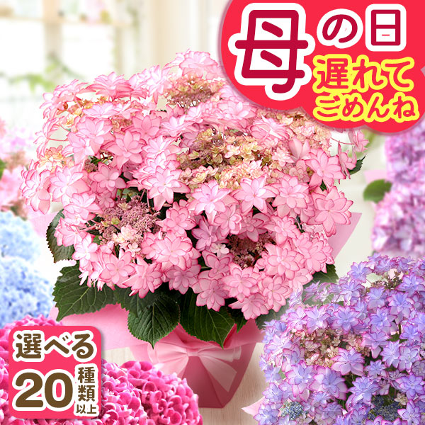 遅れてごめんね！ 母の日 2026 ギフト プレゼント 花 いつ フラワー