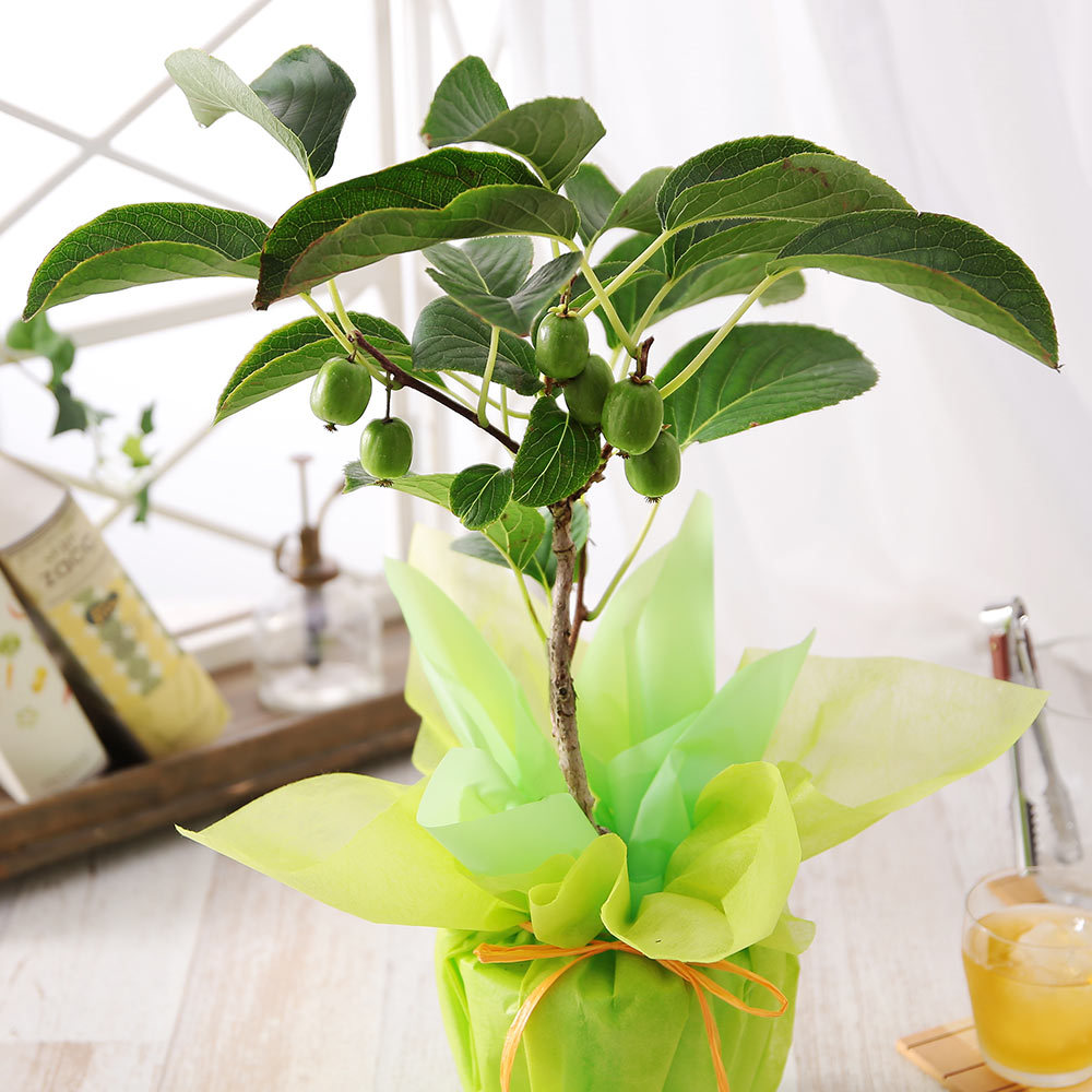 父の日 プレゼント ギフト 花 鉢植え 果樹鉢 イチジク スダチ 姫りんご パッションフルーツ ホオズキ メッセージカード付き 送料無料 イベントギフトa 21 Event 101 Bunbun Bee 通販 Yahoo ショッピング