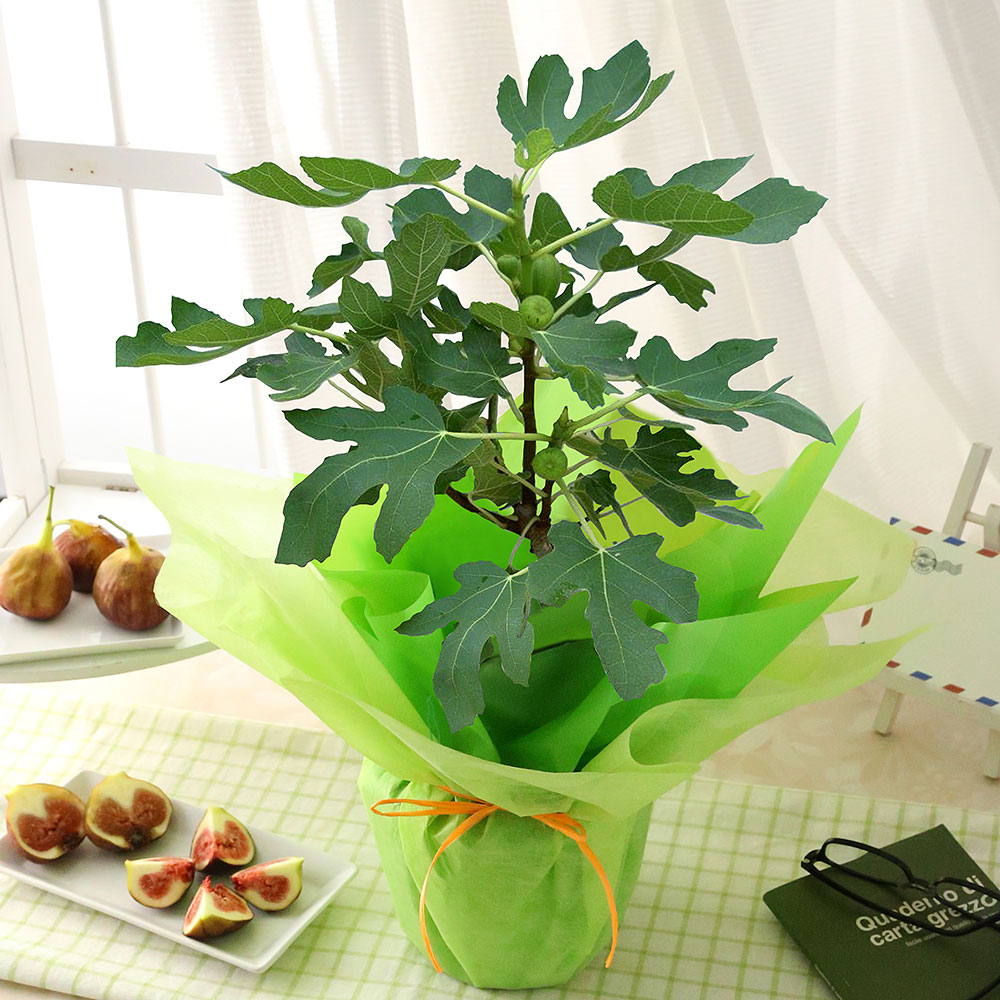 父の日 プレゼント ギフト 花 鉢植え 果樹鉢 イチジク スダチ 姫りんご パッションフルーツ ホオズキ メッセージカード付き 送料無料 イベントギフトa 21 Event 101 Bunbun Bee 通販 Yahoo ショッピング