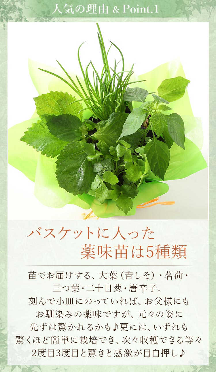 父の日 プレゼント ギフト おつまみ セット 育てて楽しむ 植物 苗 鉢植え 野菜 薬味 花 茶そば 讃岐うどん メッセージカード付き 送料無料 イベントギフトD 2024｜bunbunbee｜06