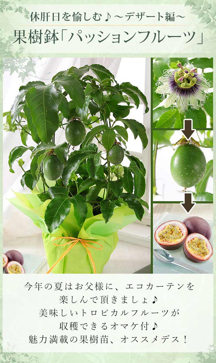 父の日 プレゼント ギフト 花 鉢植え 果樹鉢 イチジク スダチ 姫りんご パッションフルーツ ホオズキ メッセージカード付き 送料無料 イベントギフトa 21 Event 101 Bunbun Bee 通販 Yahoo ショッピング