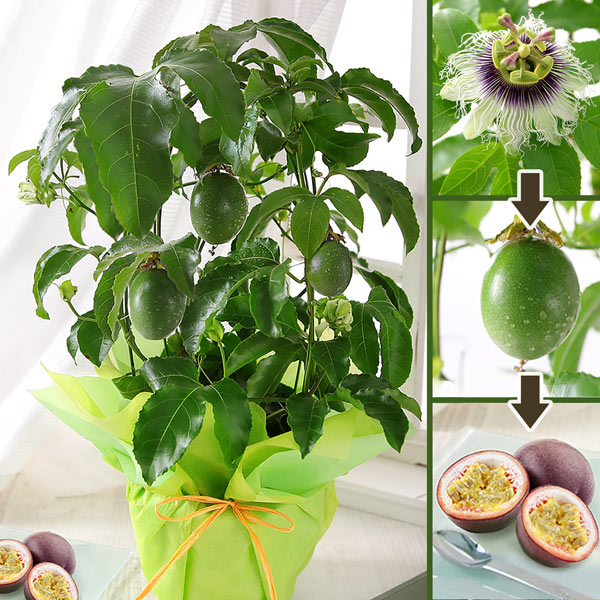父の日 花 ギフト プレゼント 鉢植え 果樹鉢 植物 レモン 果実 メッセージカード付き 送料無料 イベントギフトA 2025 ポイント利用 | BunBunBee | 04