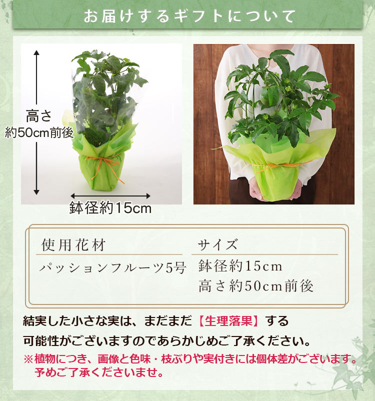 父の日 花 ギフト プレゼント 鉢植え 果樹鉢 植物 レモン 果実 メッセージカード付き 送料無料 イベントギフトA 2025 ポイント利用 | BunBunBee | 14