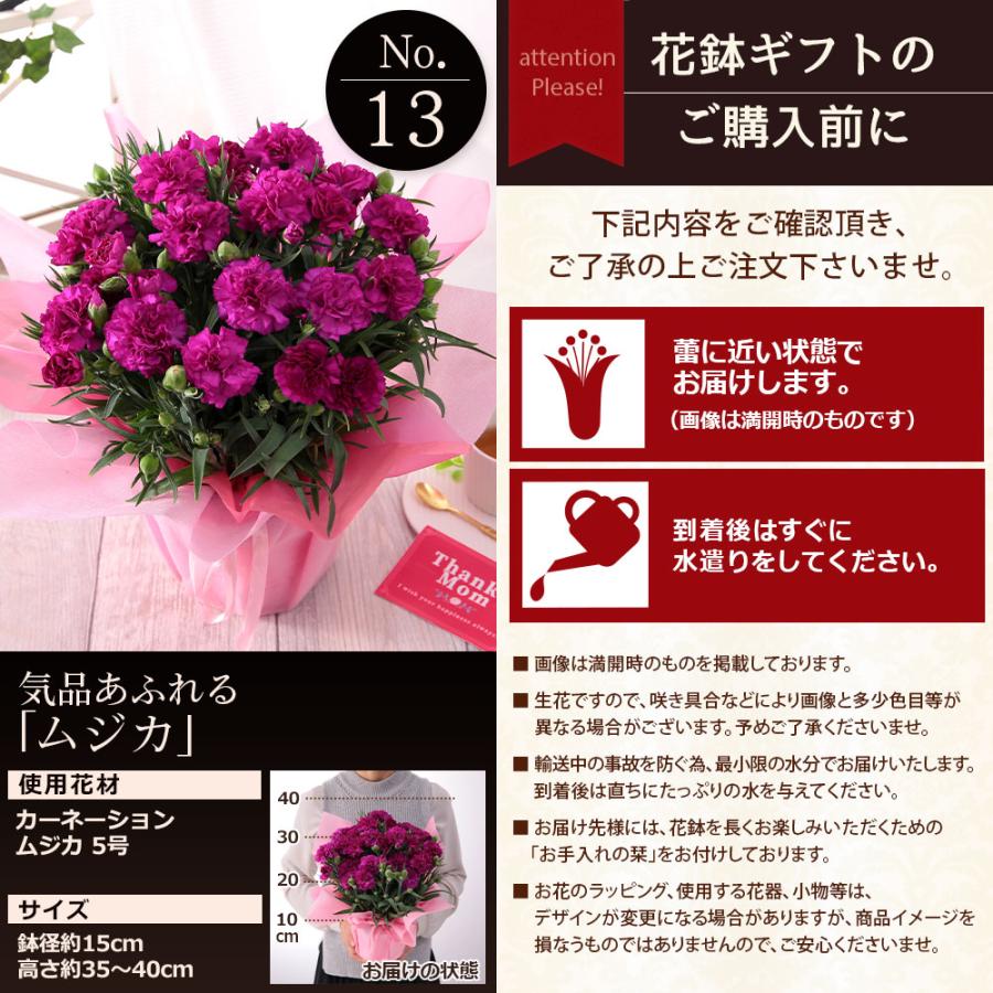 母の日  プレゼント 花 2024 【5大特典付】 カーネーション 鉢植え カーネーション 5号鉢 花鉢 定番 ギフト 赤 ピンク 送料無料 イベントギフトF｜bunbunbee｜30