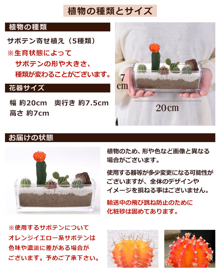 父の日 プレゼント ギフト サボテン寄せ植え「カクタスガーデン」 観葉植物 多肉植物 インテリアグリーン 送料無料 イベントギフト 2025 ポイント利用 | BunBunBee | 03