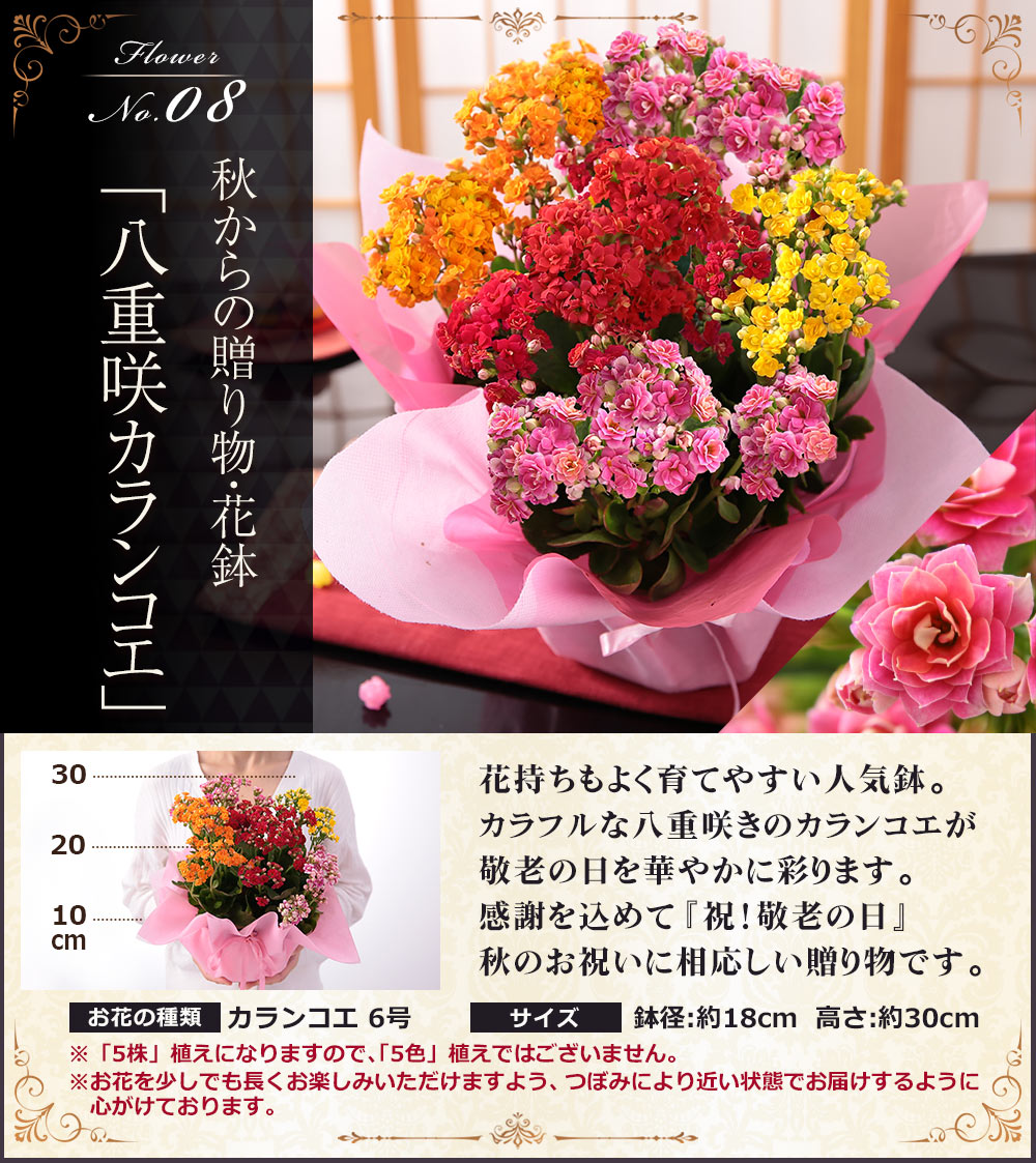 早割実施中 敬老の日 2024 プレゼント 花 ギフト 花とスイーツセット アレンジメント 鉢植え 高評価 送料無料 イベントギフトB｜bunbunbee｜11