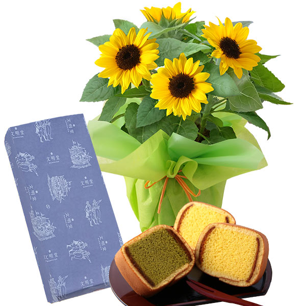 父の日 花 プレゼント ギフト スイーツセット 花鉢 鉢植え ヒマワリ鉢5号 メッセージカード付き 送料無料 イベントギフトF2 2026 ポイント利用 | BunBunBee | 03