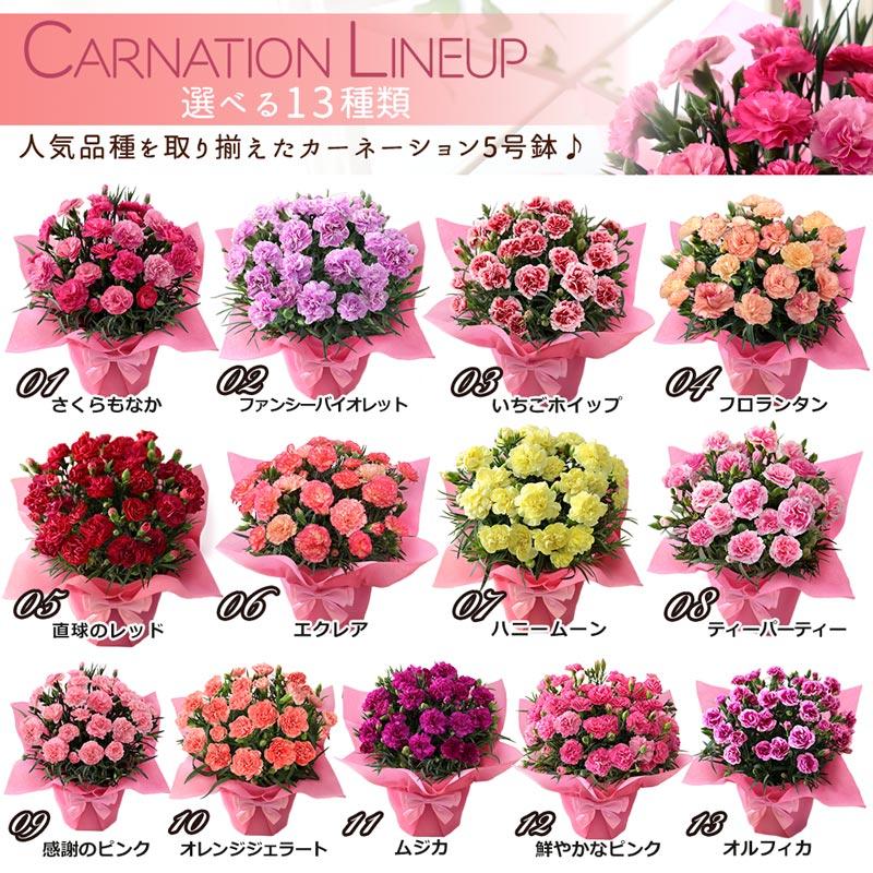 早割実施中 母の日 23 花 ギフト プレゼント 鉢植え カーネーション 5号鉢 花鉢 選べる12種類 定番 特典 ポーチ マスクケース おまけ付き イベントギフトf Event 006 Bunbun Bee 通販 Yahoo ショッピング 早割実施中 母の日 23 花 ギフト プレゼント 鉢植え カーネーション 5号鉢 花鉢 選べる12種類 定番 特典 ポーチ マスクケース おまけ付き イベントギフトf Event 006 Bunbun Bee 通販 Yahoo ショッピング