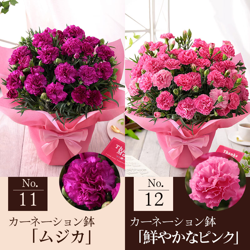 母の日 2026 ギフト プレゼント 花 いつ カーネーション 13種類 ＆ 人気銘店スイーツ セット 母の日2026 キハチ 文明堂 鉢植え 5号鉢 花鉢 イベントギフトF |  | 23