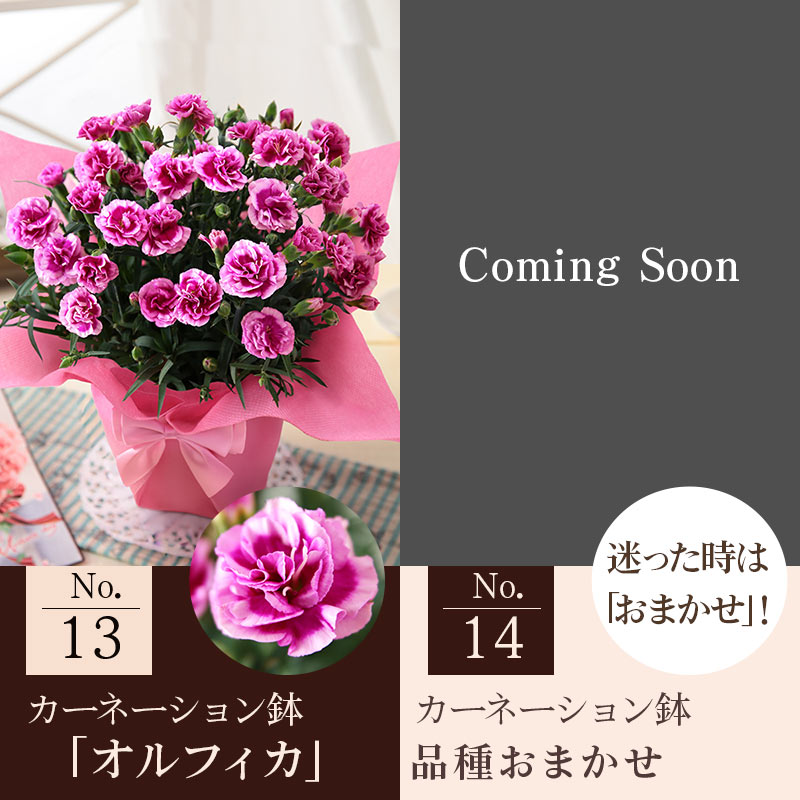 母の日 2026 ギフト プレゼント 花 いつ カーネーション 13種類 ＆ 人気銘店スイーツ セット 母の日2026 キハチ 文明堂 鉢植え 5号鉢 花鉢 イベントギフトF |  | 24