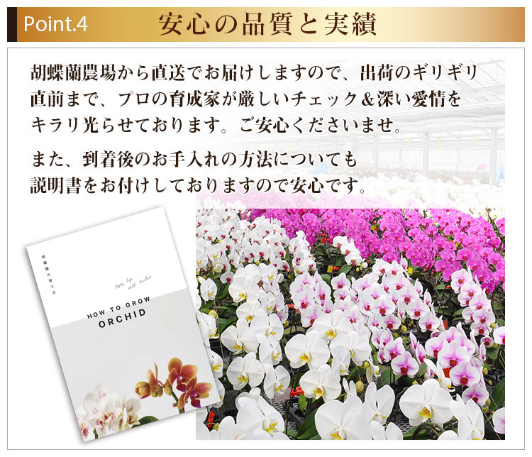 BunBunBee お悔やみ花鉢「大輪胡蝶蘭 プレミアム・白」 3本立ち 30輪