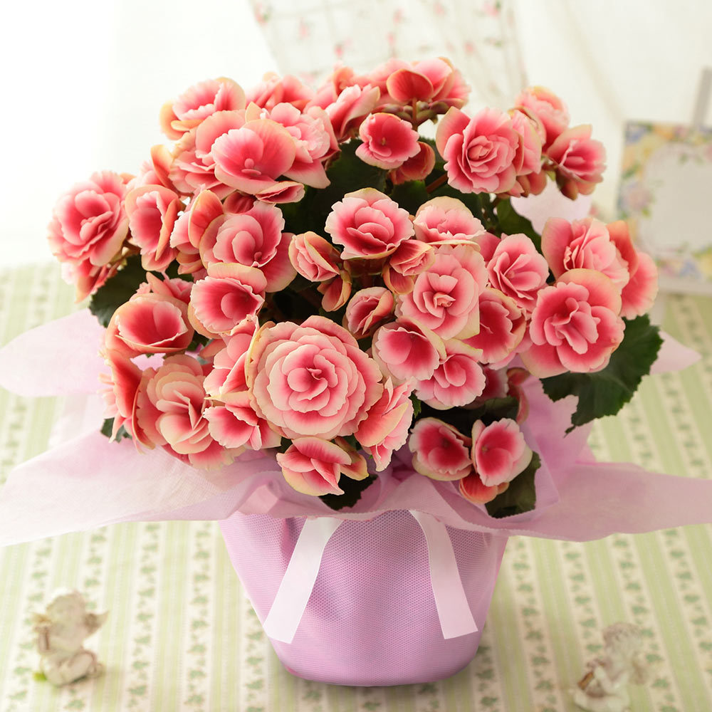 母の日 21 花 ギフト プレゼント 鉢植 アジサイ カーネーション 寄せ鉢 アレンジ 花束 スタンディングブーケ イベントギフトa Event 001 Bunbun Bee 通販 Yahoo ショッピング