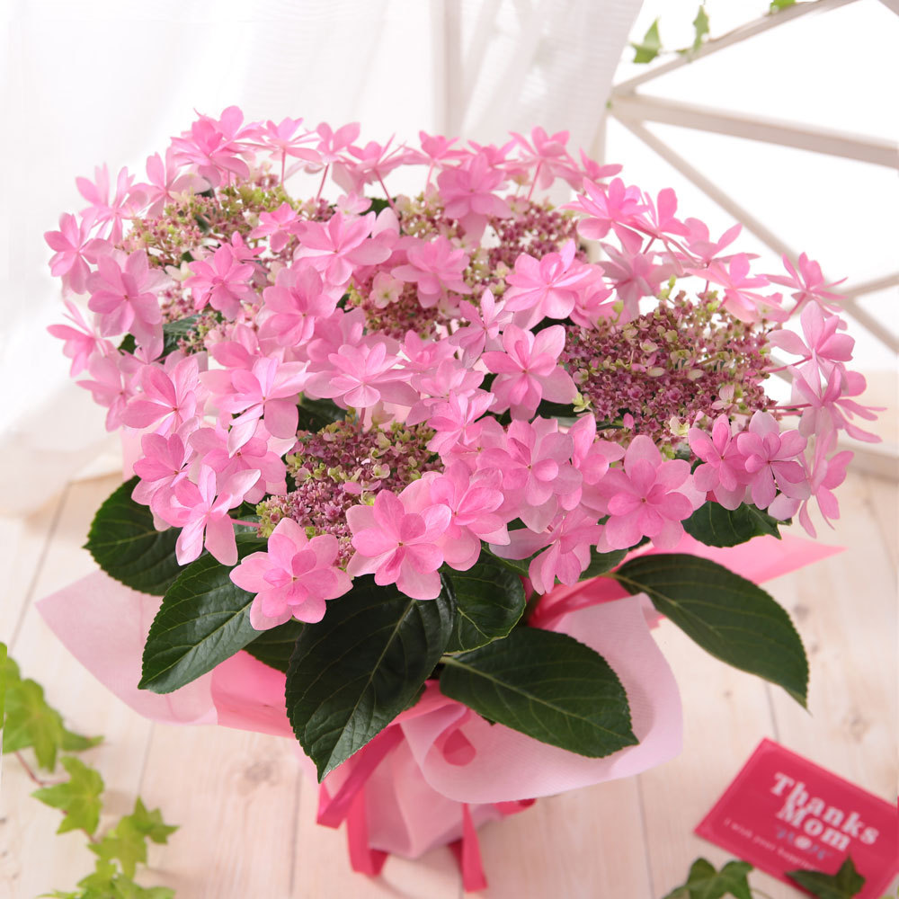 母の日 21 花 ギフト プレゼント 鉢植え アジサイ 4号鉢 あじさい 紫陽花 イベントギフトr Event 017 Bunbun Bee 通販 Yahoo ショッピング