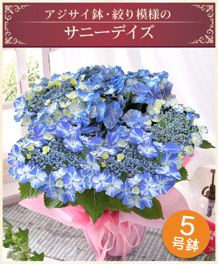 全商品オープニング価格 早割実施中 母の日 22 花 ギフト プレゼント 鉢植え アジサイ 花束 バラ ユリ スタンディングブーケ カーネーション アレンジ イベントギフトc ベゴニア 全商品オープニング価格 早割実施中 母の日 22 花 ギフト プレゼント 鉢植え アジサイ 花束 バラ ユリ スタンディングブーケ カーネーション アレンジ イベントギフトc ベゴニア