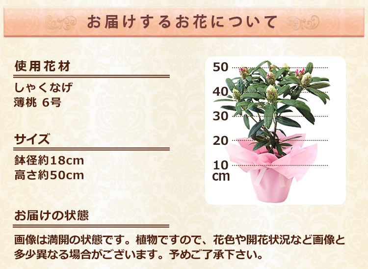 母の日 早割 2024 プレゼント 花 ギフト 鉢植え カルミア