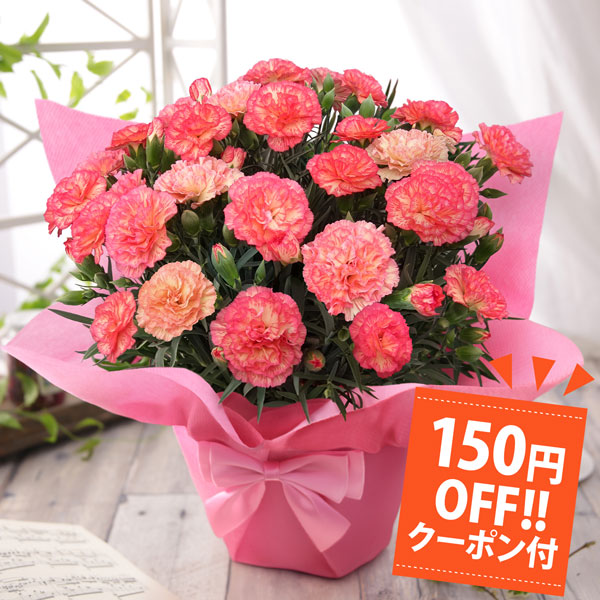 BunBunBee 母の日 2026 ギフト プレゼント 花 鉢植え カーネーション 5