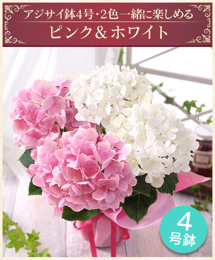 ピンクのアミグルミ 花付き Amazon.co.jp: 母の日ギフト「カルミア 【 ピンクボール 】 」5