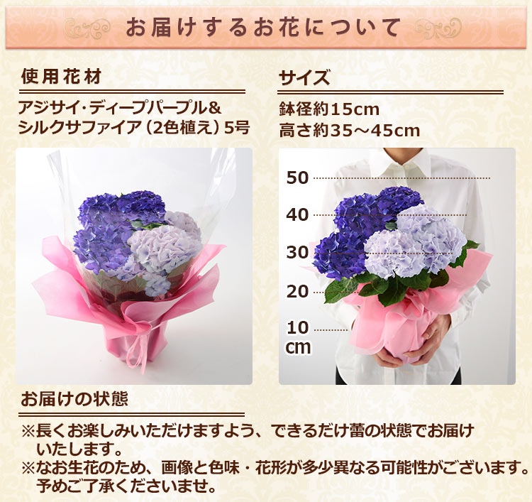 まだ間に合う！ 母の日 2024 プレゼント 花 ギフト 鉢植え アジサイ 華やか2色植え 5号鉢 花鉢 鉢花 あじさい 紫陽花 送料無料 イベントギフトZ｜bunbunbee｜07