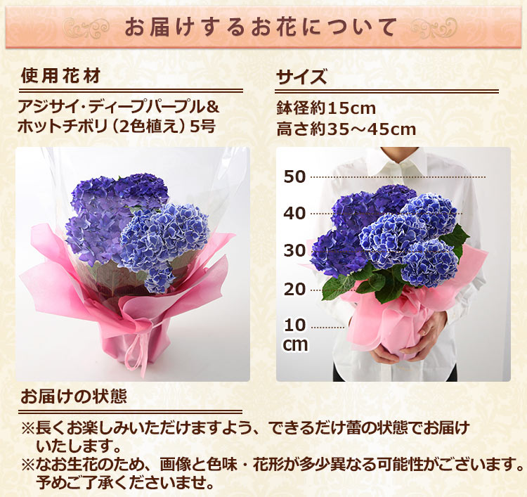 まだ間に合う！ 母の日 2024 プレゼント 花 ギフト 鉢植え アジサイ 華やか2色植え 5号鉢 花鉢 鉢花 あじさい 紫陽花 送料無料 イベントギフトZ｜bunbunbee｜11