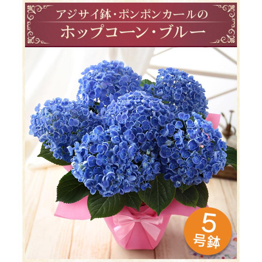 早割実施中 母の日 22 花 ギフト プレゼント 鉢植え アジサイ アレンジ 花束 スタンディングブーケ ベゴニア バラ ユリ カーネーション イベントギフトc Event 003 Bunbun Bee 通販 Yahoo ショッピング 早割実施中 母の日 22 花 ギフト プレゼント 鉢植え アジサイ アレンジ 花束 スタンディングブーケ ベゴニア バラ ユリ カーネーション イベントギフトc Event 003 Bunbun Bee 通販 Yahoo ショッピング