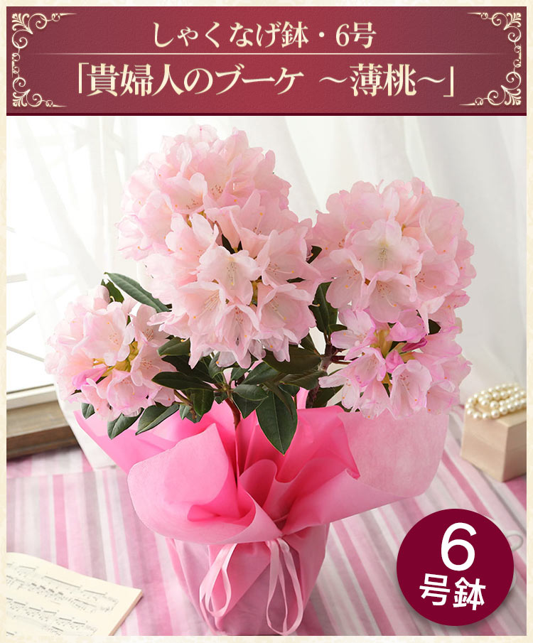 BunBunBee 母の日 2025 プレゼント 花 ギフト 鉢植え カルミア