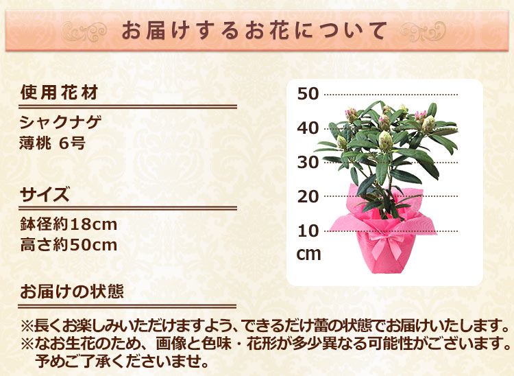 BunBunBee 早割実施中！ 母の日 2026 ギフト 花 プレゼント 鉢植え