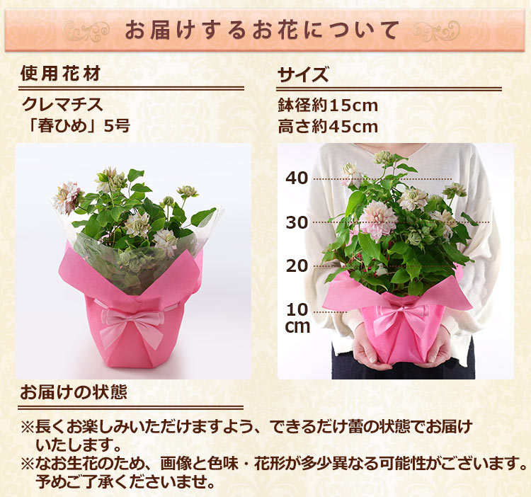 母の日 2026 ギフト プレゼント 花 鉢植...の詳細画像2