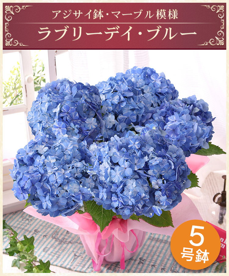 母の日 2025 プレゼント 花 ギフト 鉢植え アジサイ 紫陽花 花鉢 母の日 2025 プレゼント 花 ギフト 鉢植え アジサイ 紫陽花 花鉢