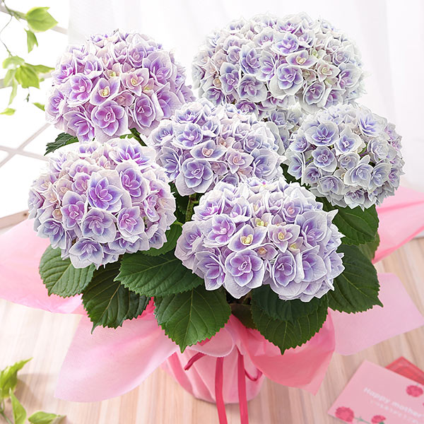 母の日 2025 ギフト あじさい 花 プレゼント 鉢植え アジサイ