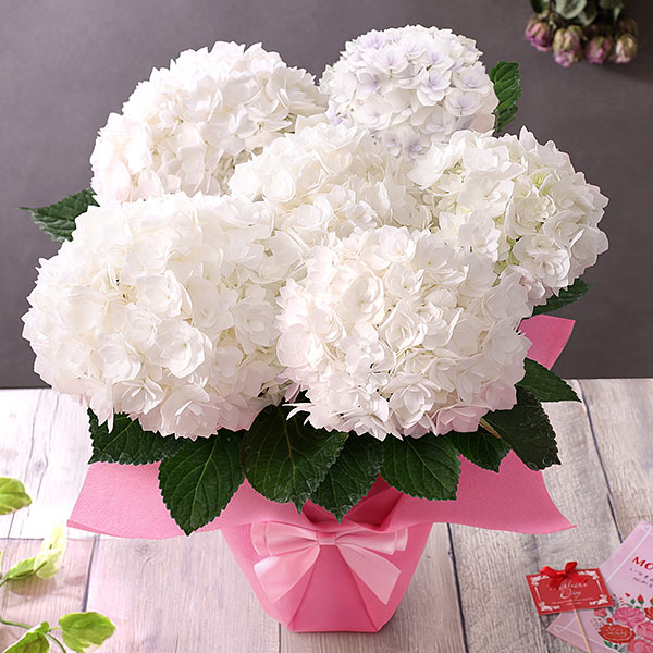 お任せ下駄+画像の帯つき◆ノー皺加工最高級クールパス◆紫陽花（あじさい）花 🌸【お知らせ】 2025年の紫陽花（アジサイ）の花期は、5月31日（土