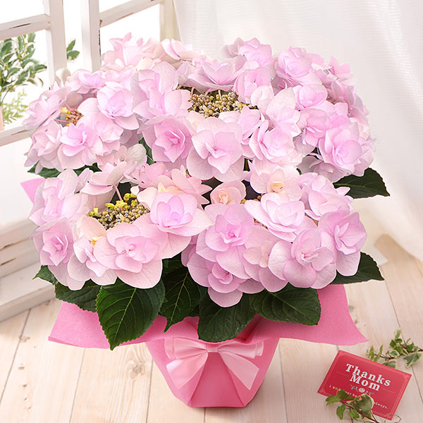 早割実施中！ 母の日 2026 ギフト あじさい 花 プレゼント 鉢植え