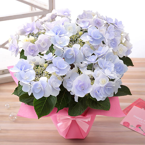 紫陽花　6セット BunBunBee 母の日 2026 ギフト プレゼント 花 あじさい 鉢植え