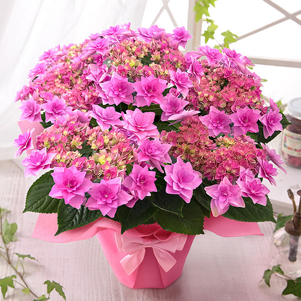 母の日 2026 ギフト プレゼント 花 あじさい 鉢植え アジサイ 紫陽花