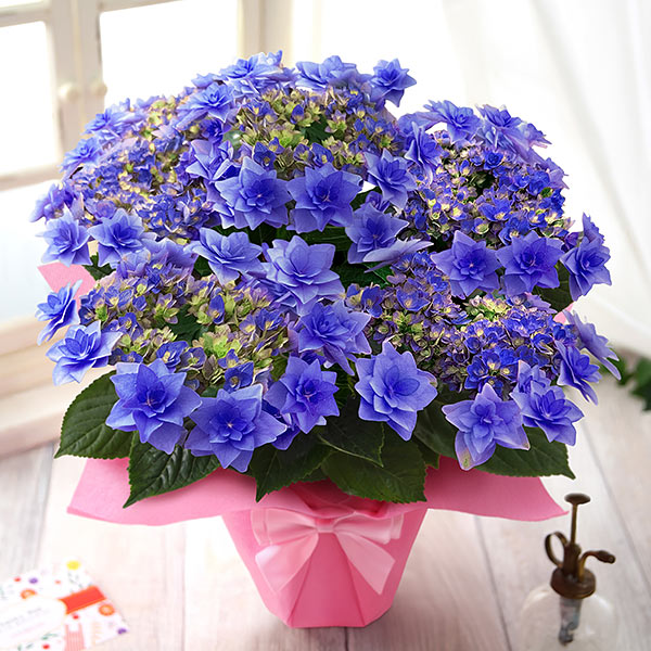 早割実施中！ 母の日 2026 ギフト あじさい 花 プレゼント 鉢植え
