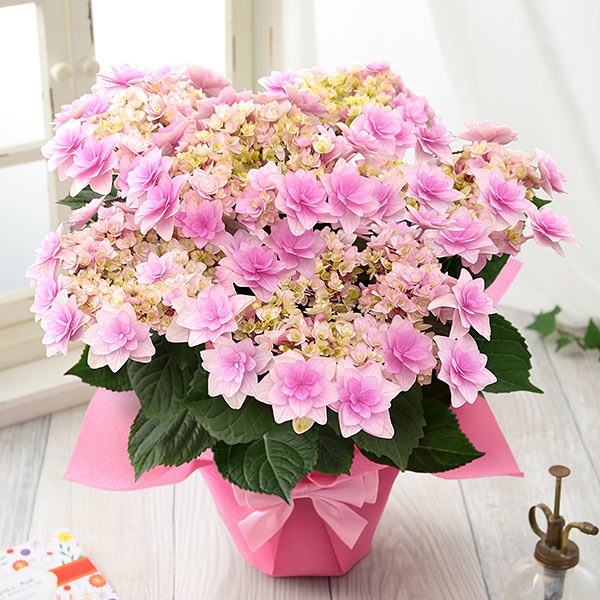 紫陽花　6セット 楽天市場】紫陽花 6号の通販