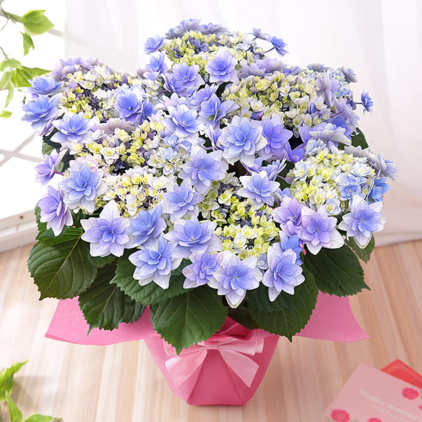 早割実施中！ 母の日 2026 ギフト あじさい 花 プレゼント 鉢植え