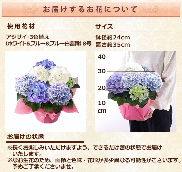 BunBunBee 早割実施中！ 母の日 2026 ギフト 花 プレゼント 鉢植え