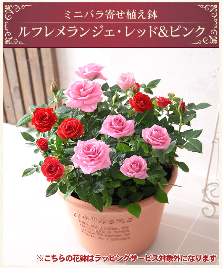BunBunBee 母の日 2026 ギフト プレゼント 花 バラ 鉢植え タワー 6号