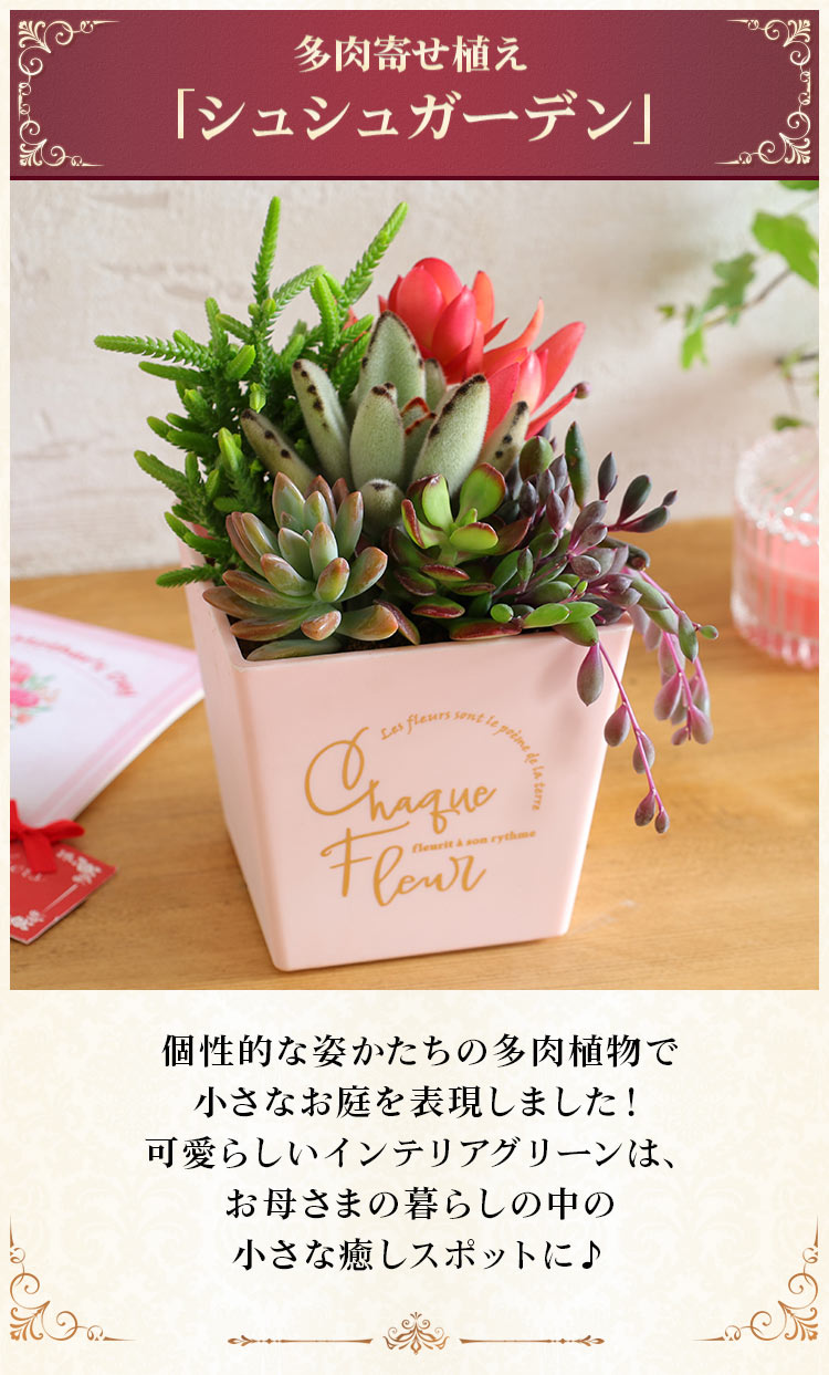 多肉植物　寄せ植え　特大　b BunBunBee 母の日 2026 ギフト プレゼント 花 多肉植物 寄せ植え 観葉