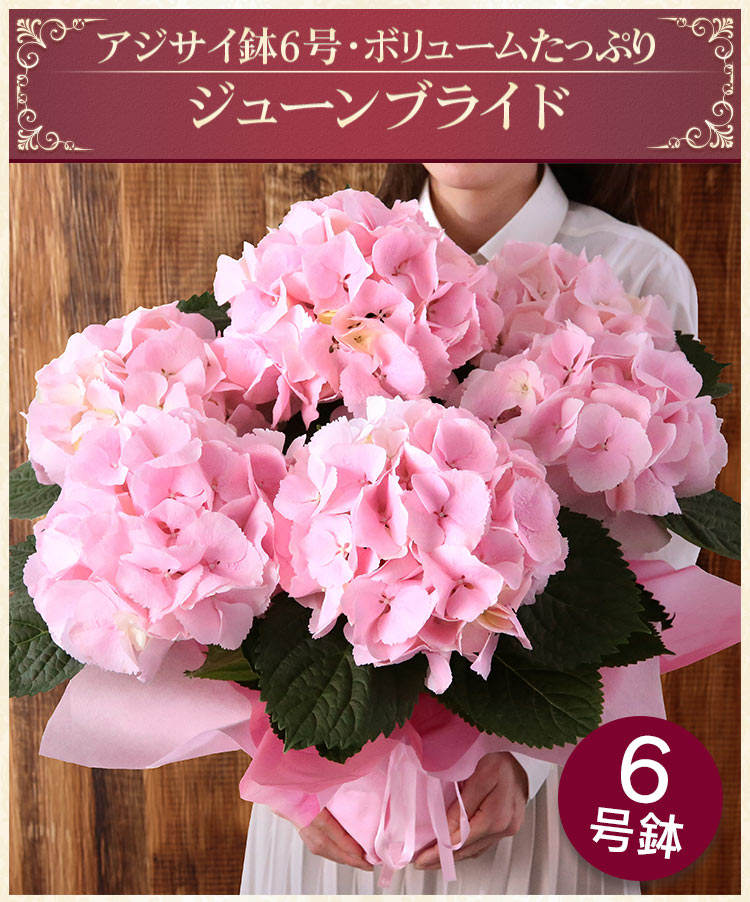 週間売れ筋 アジサイ 紫陽花 再入荷なし 超特大 カンナ 後半に5