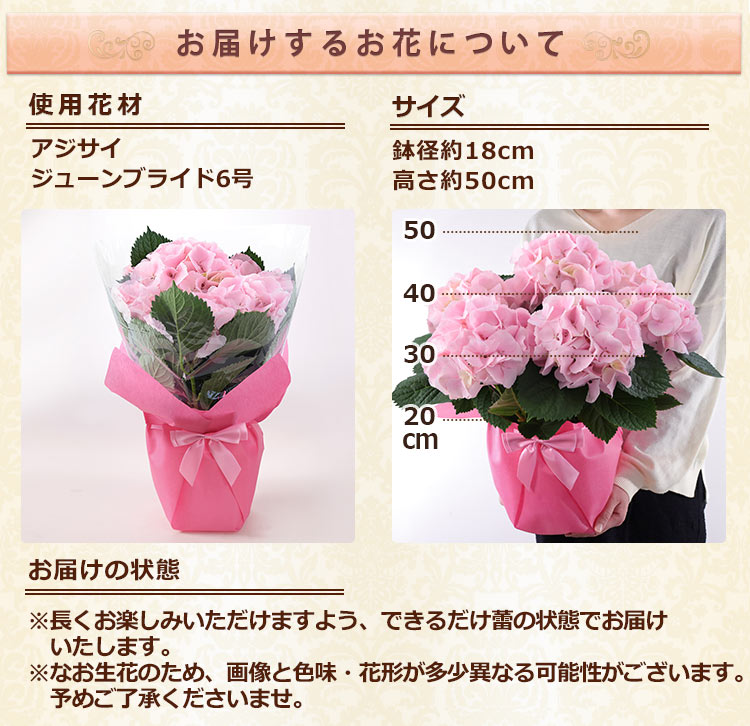 BunBunBee 早割実施中！ 母の日 2026 ギフト あじさい 花 プレゼント