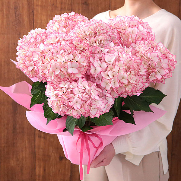 アジサイ　5寸6種6鉢　紫陽花 アジサイ 5寸6種6鉢 紫陽花 - メルカリ
