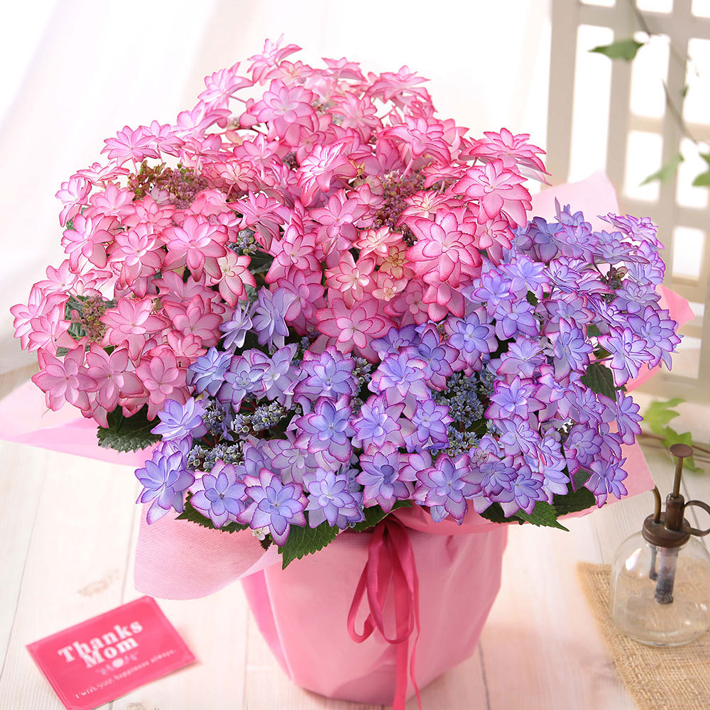 母の日 22 花 ギフト プレゼント 鉢植え アジサイ 6号鉢 花鉢 あじさい 紫陽花 イベントギフトn Event 014 Bunbun Bee 通販 Yahoo ショッピング