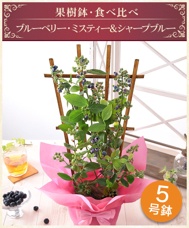 母の日 2026 ギフト プレゼント 花 鉢植...の詳細画像1