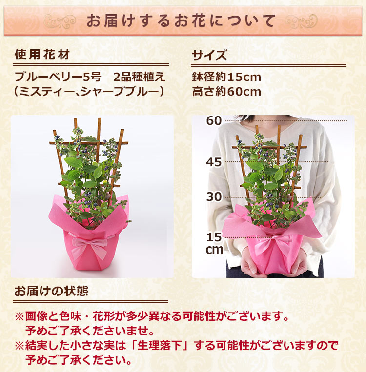 母の日 2026 ギフト プレゼント 花 鉢植...の詳細画像2
