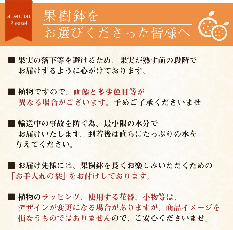 母の日 2026 ギフト プレゼント 花 鉢植...の詳細画像3