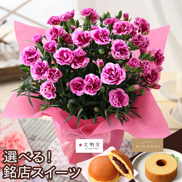 母の日 2026 ギフト プレゼント 花 いつ カーネーション 13種類 ＆ 人気銘店スイーツ セット 母の日2026 キハチ 文明堂 鉢植え 5号鉢 花鉢 イベントギフトF |  | 13
