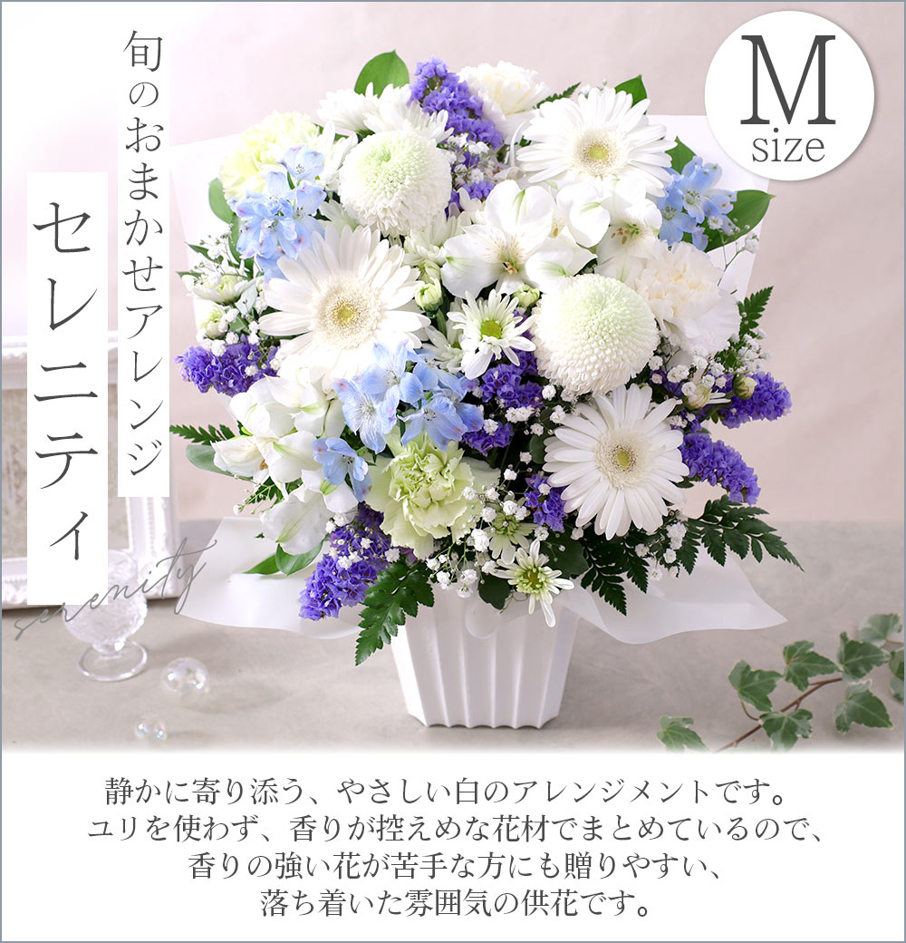 月下美人￼昙花白大輪花優しい香り根元からH45cm青白い陶器製鉢